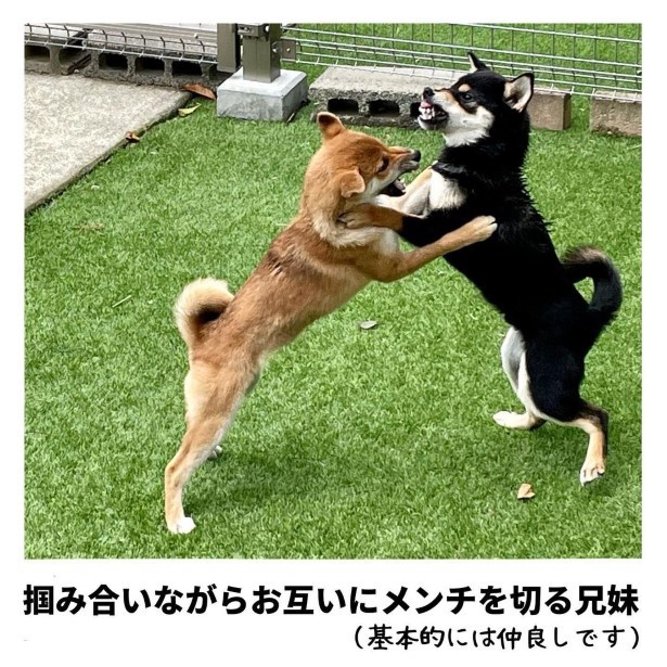 犬との暮らしで子育てとちょっと似てるなぁと思うこと_22の実写