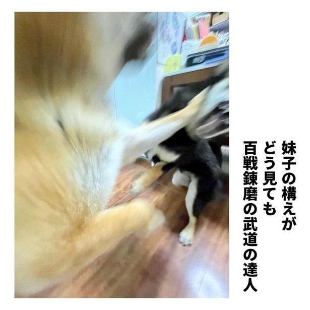 犬との暮らしで子育てとちょっと似てるなぁと思うこと_22の実写2