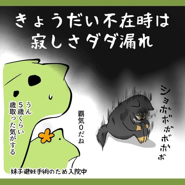 犬との暮らしで子育てとちょっと似てるなぁと思うこと_24