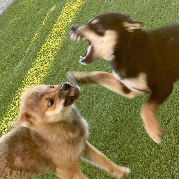 犬との暮らしで子育てとちょっと似てるなぁと思うこと_13の実写版