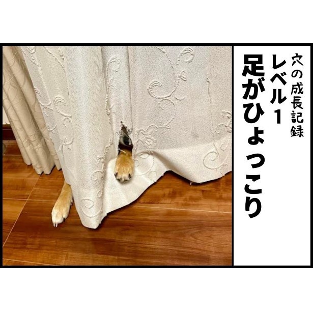 柴犬と暮らすわが家のカーテンの成長記録002