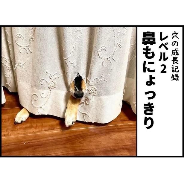 柴犬と暮らすわが家のカーテンの成長記録003