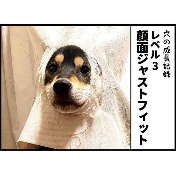 柴犬と暮らすわが家のカーテンの成長記録004
