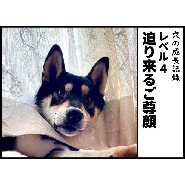 柴犬と暮らすわが家のカーテンの成長記録005