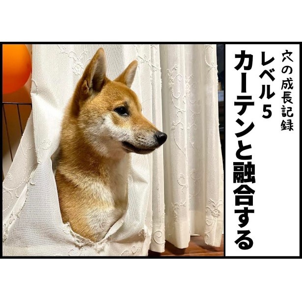 柴犬と暮らすわが家のカーテンの成長記録006