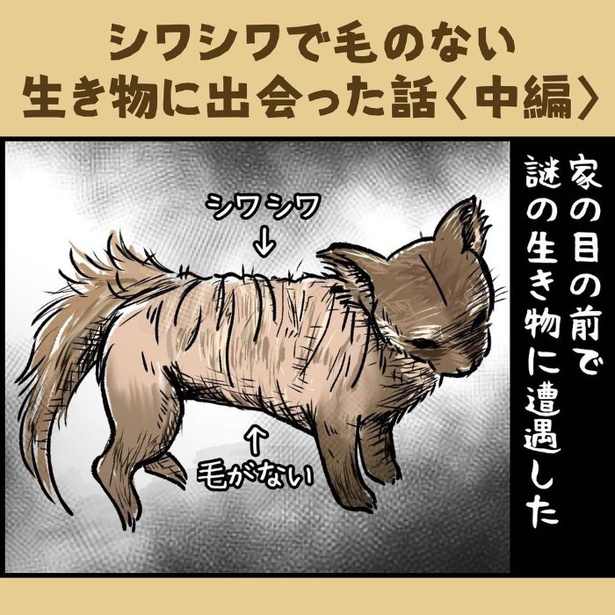 シワシワで毛のない生き物に出会った話_P008