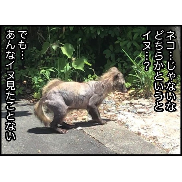 シワシワで毛のない生き物に出会った話_P010