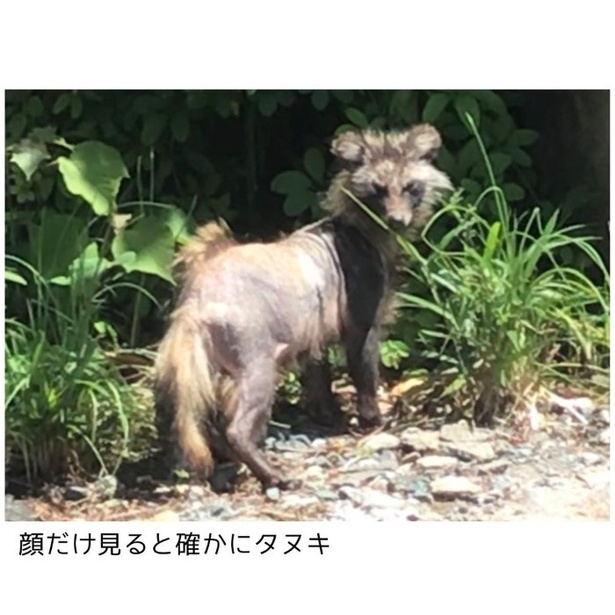 シワシワで毛のない生き物に出会った話_P016