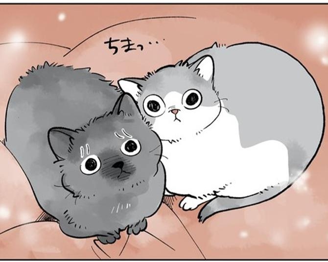 【ネコ漫画】人生初の猫を飼い始めた独身女性!?心の拠り所が欲しい＆猫にメロメロになる姿に共感【著者に聞く】