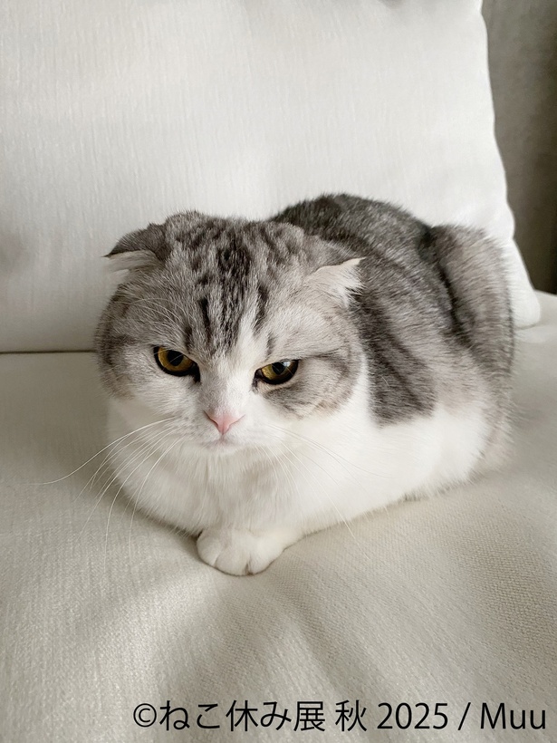 ねこにしかできない表情がたまらない
