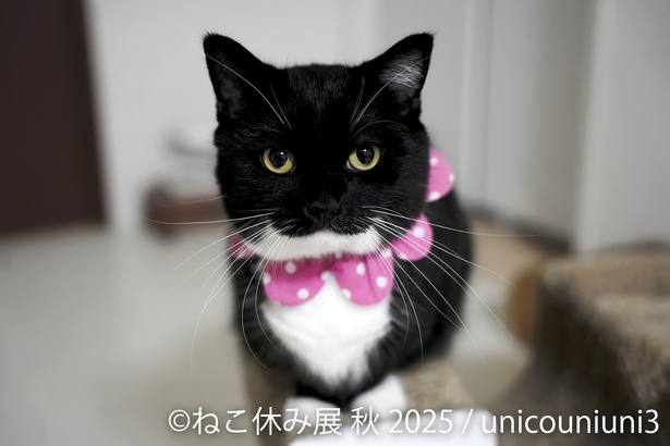 Xで55万人、Instagramで100万人超えのフォロワー数を誇る「うにちゃん」