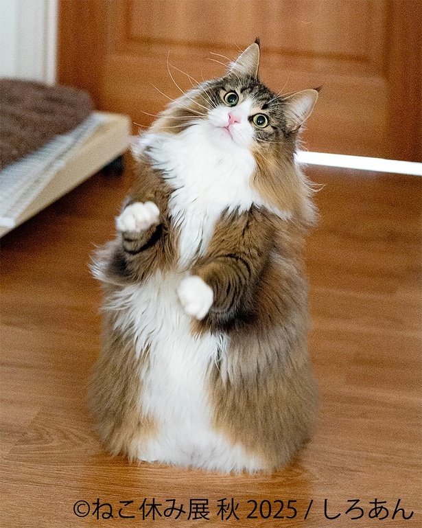 【写真】もふもふ大きな北欧猫
