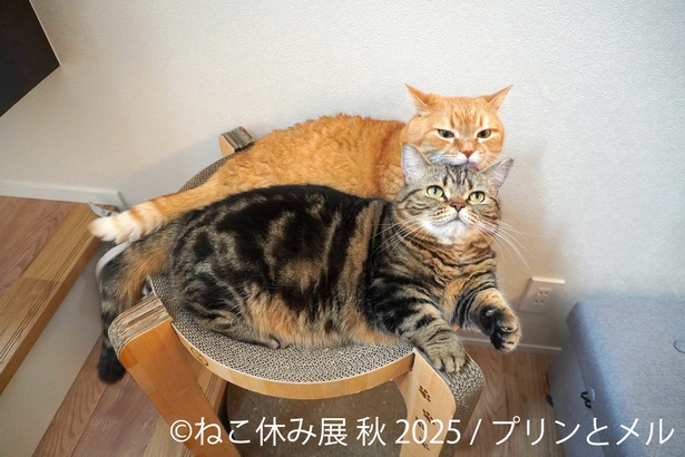 ねこらしい距離感