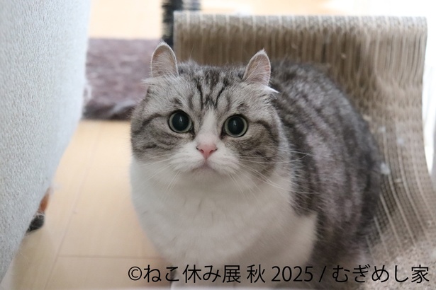 丸いフォルムに癒やされる
