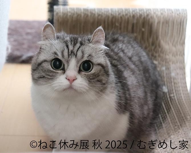 「癒やし」の大渋滞！累計動員200万人超！9月20日から名古屋で開催の「ねこ休み展」が10周年