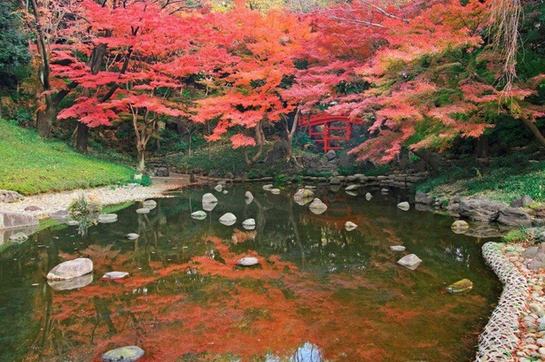 最盛期には大堰川が朱色に染まる／小石川後楽園の紅葉