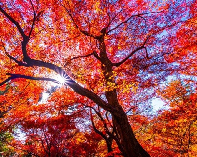 続く酷暑で今年の紅葉はどうなる？さらに未来は？各地の見頃や紅葉を見逃さないポイントまで、気象のプロに聞いた