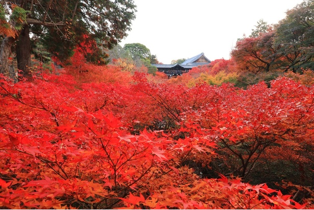 紅葉名所として有名な東福寺。見頃を迎えると色鮮やかな景色が広がる