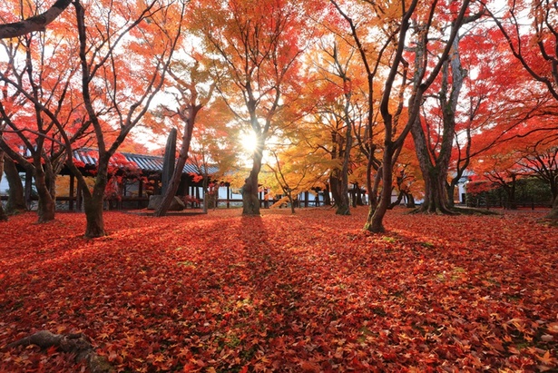 朝日を浴びて輝く東福寺の紅葉