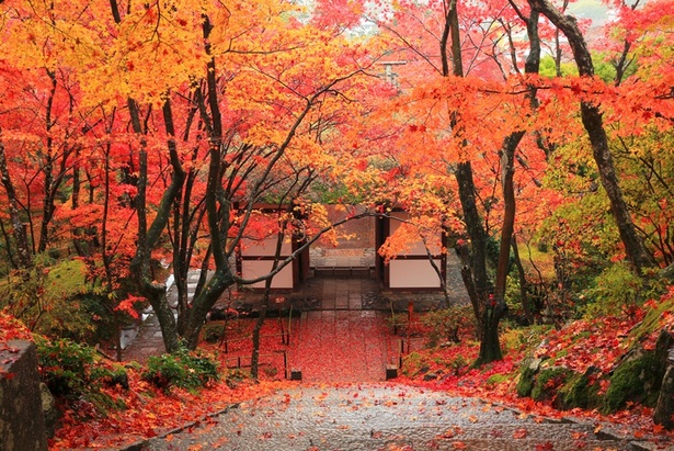 赤や黄色に色づいた木々に囲まれて建つ、常寂光寺の仁王門