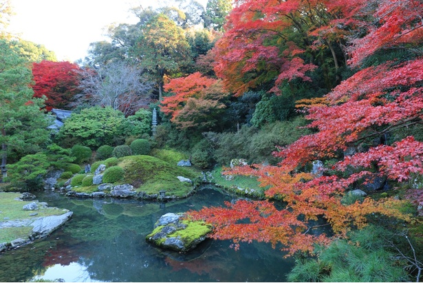 青蓮院門跡では、紅葉で彩られた美しい名庭を堪能できる