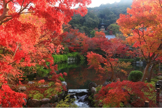 “秋は紅葉の永観堂”とうたわれる永観堂。約3000本のモミジが拝観者を出迎える