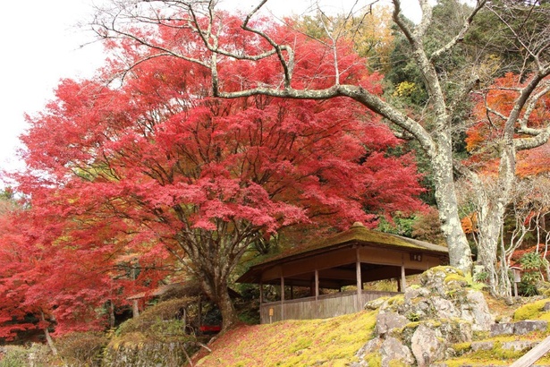 京都の老舗アパレルメーカーが所有する白龍園。風情あるあずま屋と真っ赤な紅葉が美しい