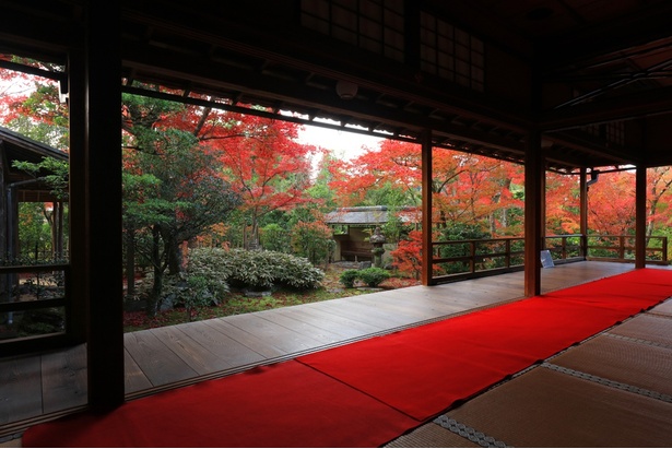 妙心寺の塔頭寺院である大法院。書院造りの本堂から眺める紅葉シーズンの庭園は、格別の美しさ