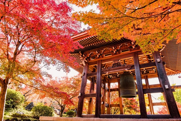 赤と黄色の紅葉で彩られた、智積院の鐘楼堂(しょうろうどう)　※日中のイメージ