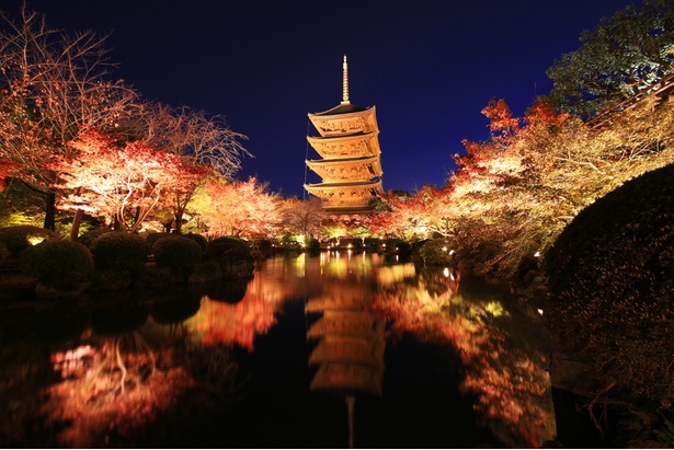 東寺の五重塔と紅葉がコラボレーション。幻想的なライトアップに酔いしれよう