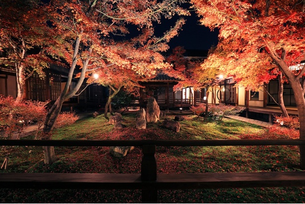 京都最古の禅寺として名高い建仁寺。紅葉で彩られた庭園を、ほの灯りのライトアップで楽しめる