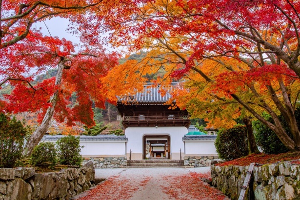 鮮やかな紅葉で飾られた、興聖寺の山門と琴坂