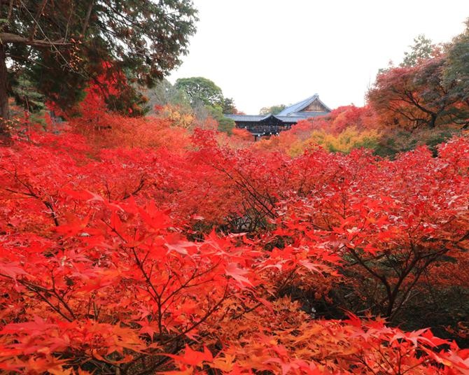 混雑を避けて京都の紅葉名所を満喫！通常非公開の寺院も拝観できる「秋の特別拝観」全プランを紹介