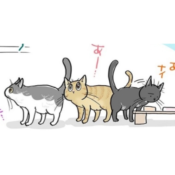 お腹を空かせた猫たち 画像提供:藤緒ミルカさん