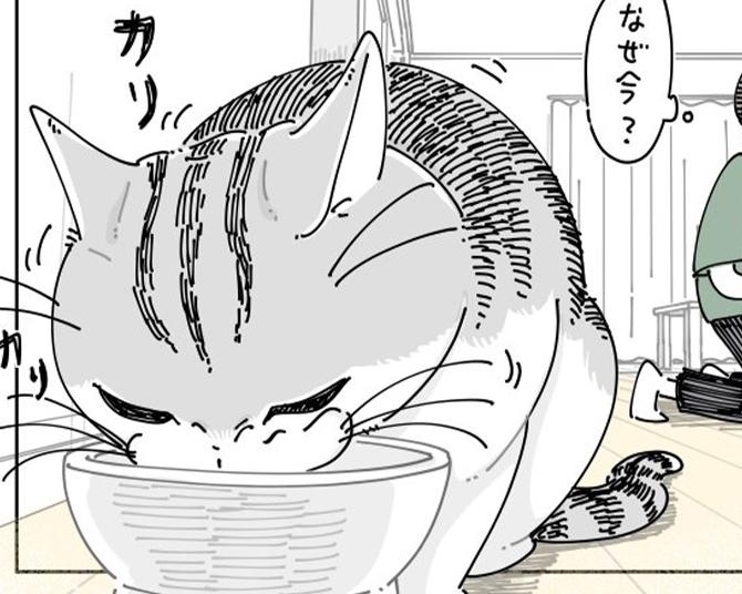 【ネコ漫画】遊び中に突然ごはんを食べ始める愛猫!?その姿に「自由でいいね」など愛猫家からコメント殺到