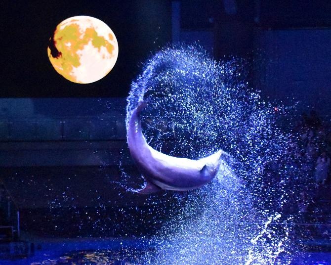 秋の水族館で紅葉狩り!?「マクセル アクアパーク品川」紅葉アートやイルカパフォーマンスの新プログラムを体験レポート