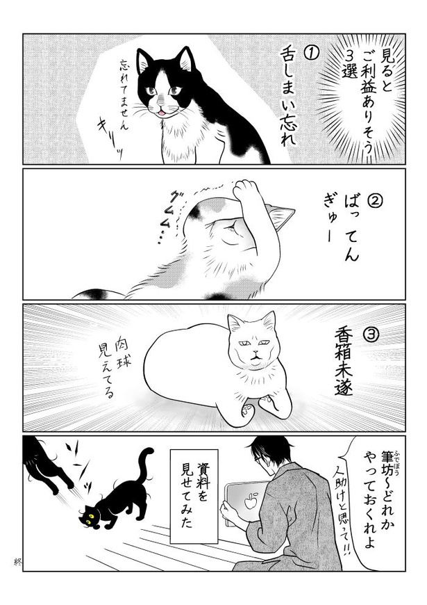 うちの猫は様子がおかしい44
