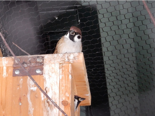 旭山動物園ではスズメも飼育 意外と知らない身近な鳥の秘密とは ウォーカープラス