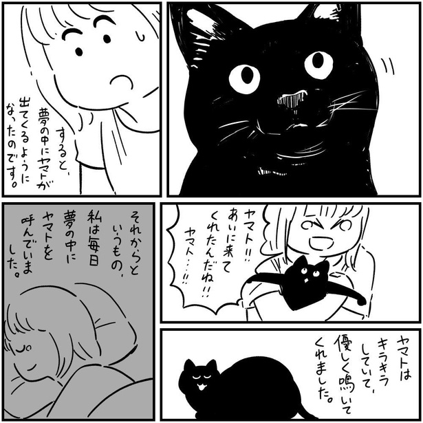 人懐っこいママのヤマトが夢の中で会いに来てくれるようになった