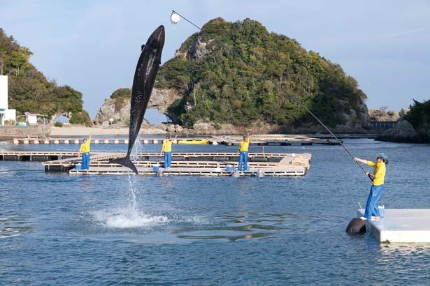 【写真を見る】大迫力のクジラショー/太地町立 くじらの博物館