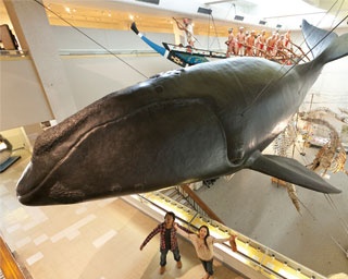 【日本遺産ドライブ】クジラの魅力を体感！奇岩の絶景とグルメも楽しい「太地町」への旅