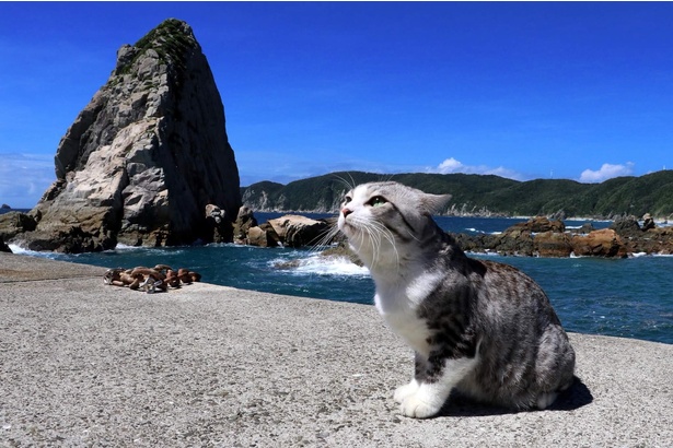 鹿児島県・後浜展望所で磯の香りを楽しむ