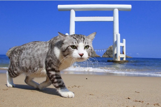 画像14 写真特集 日本全国をパトロール 鹿児島育ちの 旅猫ニャン吉 に夢中 ウォーカープラス