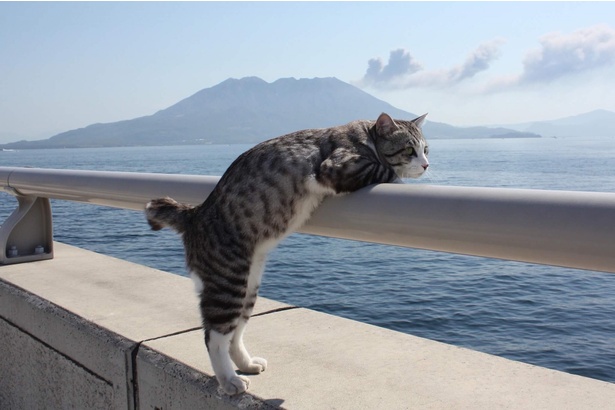 地元鹿児島で桜島と錦江湾を眺めながら一服