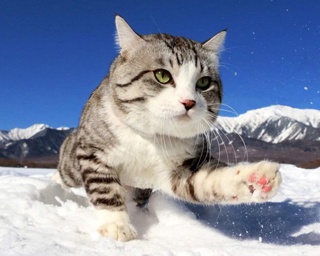 【写真特集】日本全国をパトロール！鹿児島育ちの“旅猫ニャン吉”に夢中
