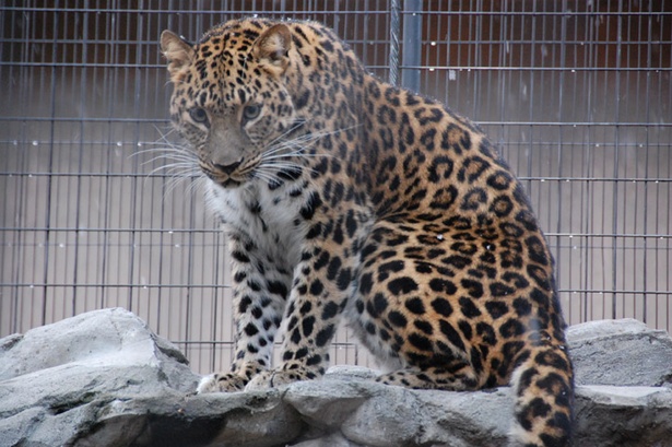 旭山動物園/アムールヒョウのルナ