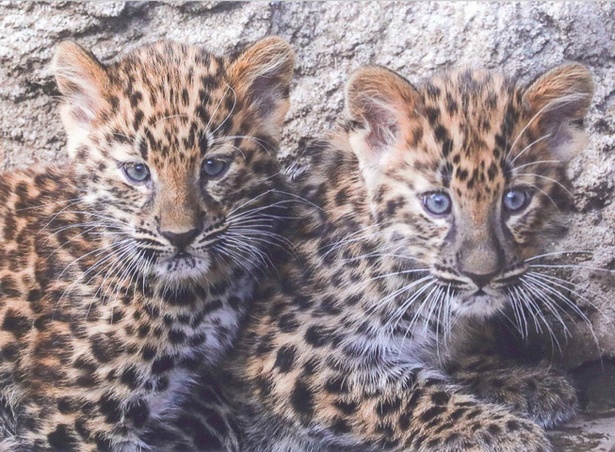 旭山動物園/アムールヒョウの双子。写真左がメス、右がオス