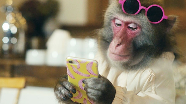 画像1 6 猿も流行語の インスタ映え 狙い 栃木県が知られ ザル 動画公開 ウォーカープラス