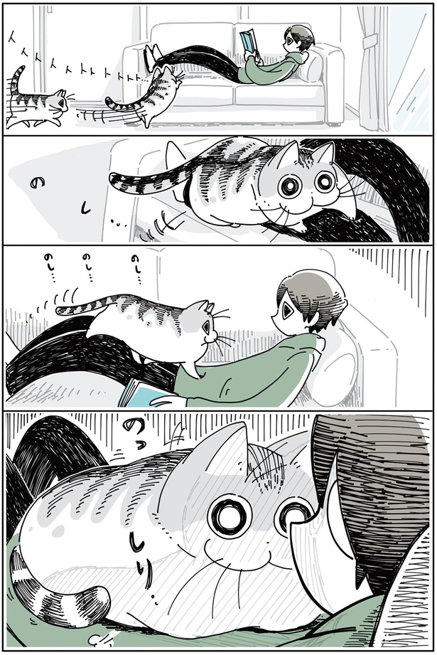 抜け毛の時期のネコ