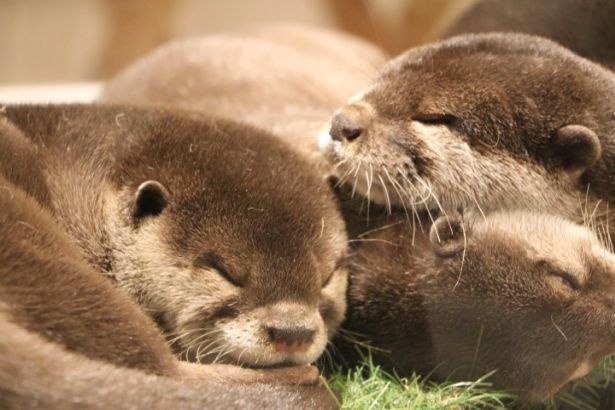 スヤスヤ眠るコツメカワウソ